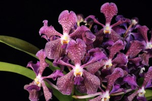 Vanda Santa Barbara Fizz Deep Purple AM/AOS 82 pts.